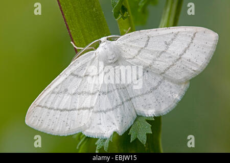 Cabera pusaria (Cabera pusaria), male on a twig, Germany, Schleswig-Holstein Stock Photo