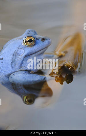 moor frog (Rana arvalis), male in mating colouration sitting at the surface of a pond Stock Photo