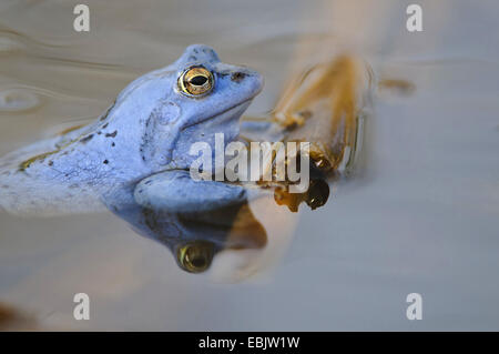 moor frog (Rana arvalis), male in mating colouration sitting at the surface of a pond Stock Photo
