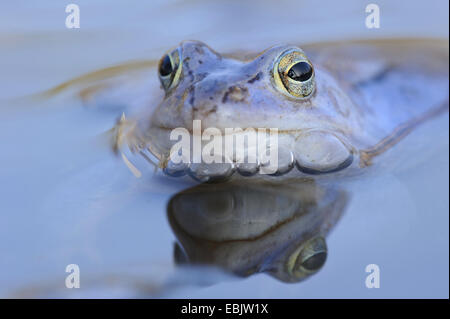 moor frog (Rana arvalis), male in mating colouration at the surface of a water Stock Photo