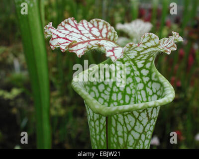 White Trumpet (Sarracenia leucophylla), pitcher trap, mouth Stock Photo