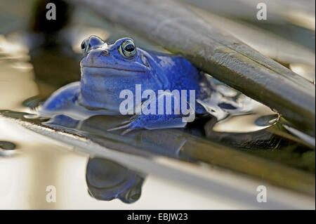 moor frog (Rana arvalis), male in mating colouration sitting among reed at the surface of a pond Stock Photo
