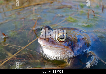 moor frog (Rana arvalis), male in mating colouration sitting at the surface of a pond, Germany Stock Photo