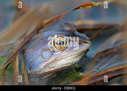 moor frog (Rana arvalis), male in mating colouration looking out of rotting reed at the surface of a pond, Germany Stock Photo