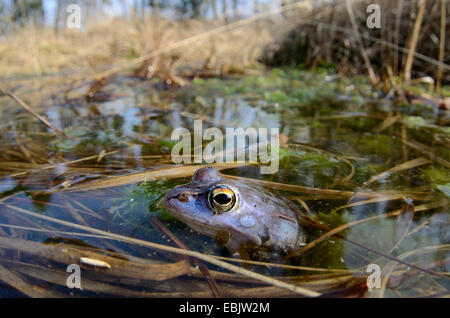moor frog (Rana arvalis), male in mating colouration looking out of rotting reed at the surface of a pond, Germany Stock Photo