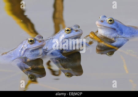 moor frog (Rana arvalis), three males in mating colouration sitting at the surface of a pond Stock Photo