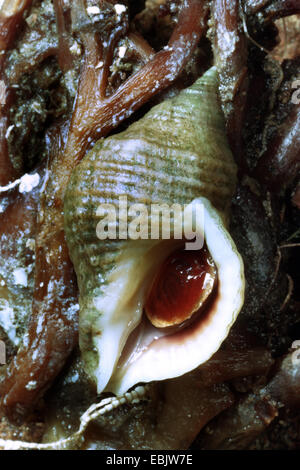 Atlantic dog whelk, northern dog whelk, Atlantic dogwinkle, northern dogwinkle (Nucella lapillus, Thais lapillus), with long siphonal canal and operculum Stock Photo