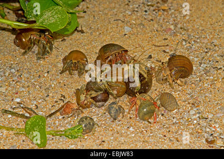 land hermit crabs (Coenobita spec.), several individual in snail shell, Thailand, Phuket Stock Photo