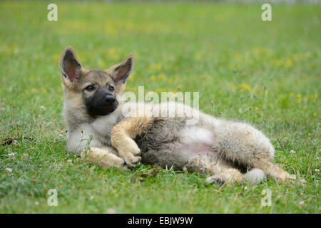 mixed breed dog (Canis lupus f. familiaris), Thuerner Wolfshound, whelp rolling in a meadow, Germany Stock Photo