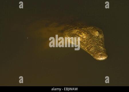 Nile crocodile (Crocodylus niloticus), in river at night, South Africa, Limpopo, Krueger National Park Stock Photo