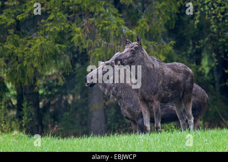 elk, European moose (Alces alces alces), bulls with velvet antler and a doe standing side by side in a meadow at a forest edge, Sweden, Vaestergoetland Stock Photo