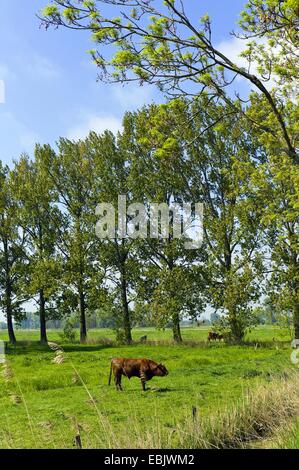domestic cattle (Bos primigenius f. taurus), young bull on pasture, Germany, Lower Saxony, Krautsand Stock Photo