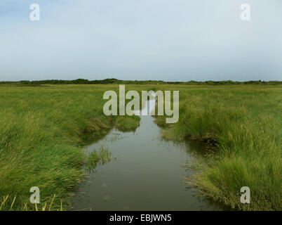 ditch in a salt marsh, Germany, Baltrum, Lower Saxony Wadden Sea National Park Stock Photo