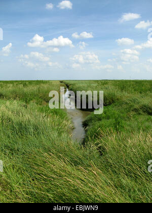 Sea couch grass (Elymus athericus, Agropyron pungens), salt marsh with water ditch at the North sea, Germany, Lower Saxony, Lower Saxony Wadden Sea National Park, Nessmersiel Stock Photo