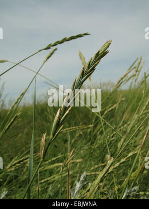 Sea couch grass (Elymus athericus, Agropyron pungens), spikes, Germany, Lower Saxony, Baltrum Stock Photo