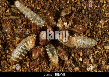 drugstore beetle, drug store weevil, biscuit beetle, bread beetle (Stegobium paniceum), exuviae and dead beetles on paprika powder, Germany Stock Photo