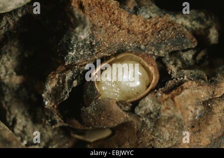 acorn cup gall wasp, knopper gall (Andricus quercuscalicis), larva in an open gall at an oak leaf, Germany Stock Photo