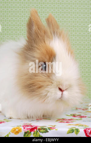 Lionhead rabbit (Oryctolagus cuniculus f. domestica), fluffy rabbit sitting on a flowered tablecloth Stock Photo