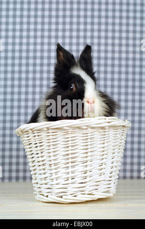 Lionhead rabbit (Oryctolagus cuniculus f. domestica), black and white rabbit sitting in a white basket Stock Photo