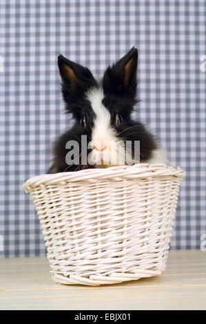 Lionhead rabbit (Oryctolagus cuniculus f. domestica), black and white rabbit sitting in a white basket Stock Photo