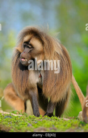 gelada, gelada baboons (Theropithecus gelada), dominant male Stock Photo