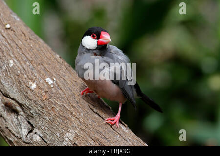 Java Sparrow, Padda oryzivora, Java Finch, Java Rice Sparrow, Java Rice Bird  (Padda oryzivora), sitting on a tree, India Stock Photo