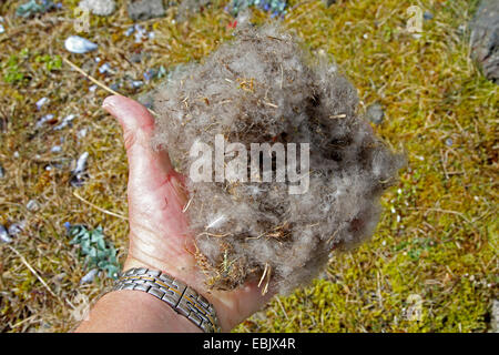 Common eider (Somateria mollissima), male hand full of down feathers, Iceland Stock Photo