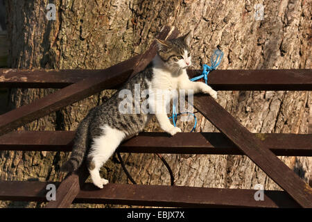 domestic cat, house cat (Felis silvestris f. catus), climbing on fence Stock Photo