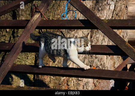 domestic cat, house cat (Felis silvestris f. catus), climbing on fence Stock Photo