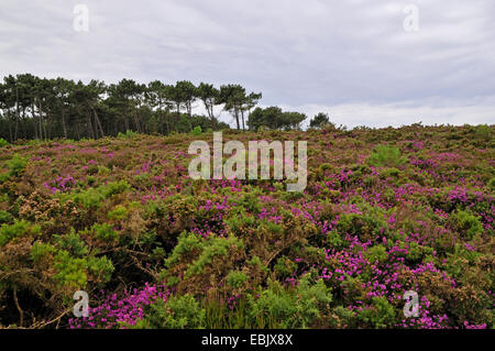blooming heath, France, Brittany Stock Photo