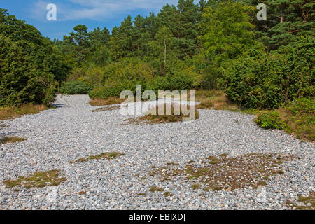 Ruegen flint fields, Germany, Mecklenburg-Western Pomerania, Ruegen, Neu-Murkan Stock Photo