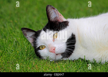 domestic cat, house cat (Felis silvestris f. catus), portrait of a black and white cat lying on lawn Stock Photo