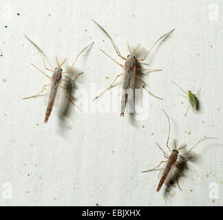 nonbiting midge (Chironomidae), Uganda Stock Photo