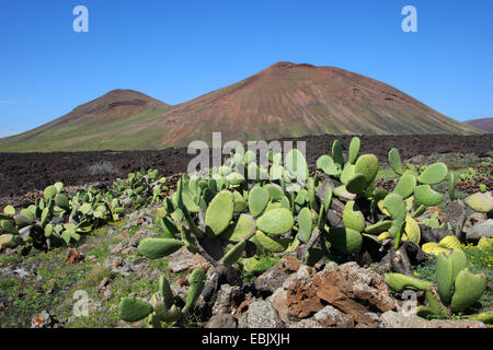 Indian fig, cactus pear (Opuntia ficus-indica, Opuntia ficus-barbarica), in volcano landscape, Canary Islands, Lanzarote Stock Photo