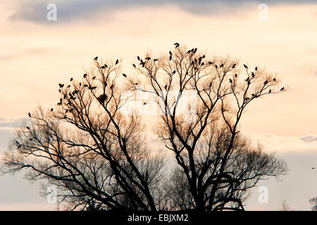 rook (Corvus frugilegus), on a tree in the evening, Germany, Bavaria, Baumkrone Stock Photo