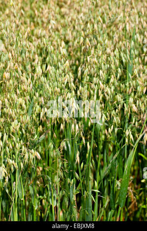 cultivated oat, common oat (Avena sativa), oat field, Germany Stock Photo