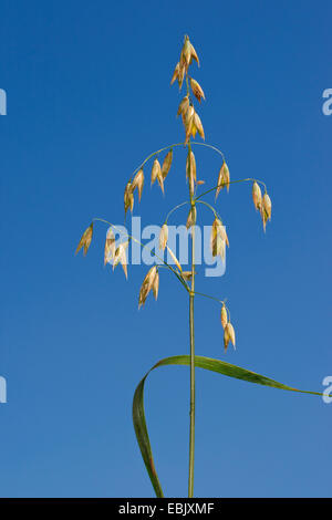 cultivated oat, common oat (Avena sativa), against blue sky Stock Photo