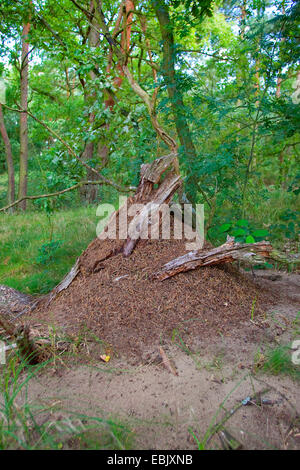 Wood Ants (Formica spec. ), ant hill in a forest, Germany Stock Photo