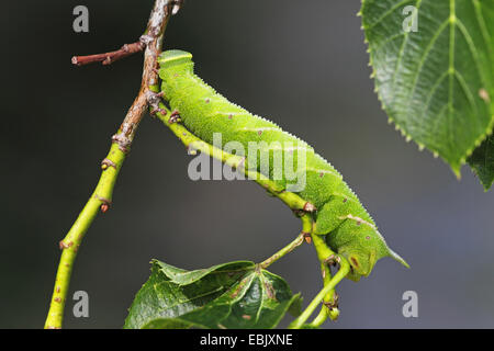 eyed hawkmoth (Smerinthus ocellata), caterpillar on a twig, Germany, Baden-Wuerttemberg Stock Photo