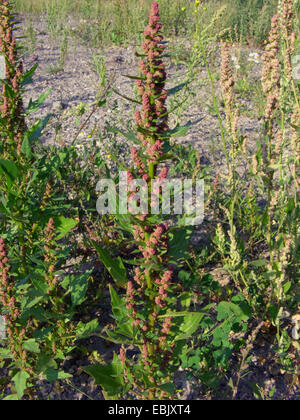 RED GOOSEFOOT Chenopodium rubrum (Chenopodiaceae Stock Photo - Alamy