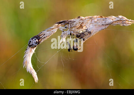 furrow orbweaver (Larinioides cornutus, Araneus cornutus), sitting on a grass ear, Germany Stock Photo