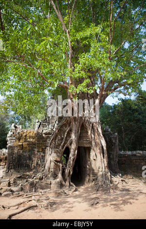 Ancient temple entrance covered by big tree root, Siem Reap, Cambodia Stock Photo