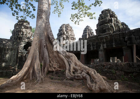 Ancient temple with big tree root, Siem Reap, Cambodia Stock Photo