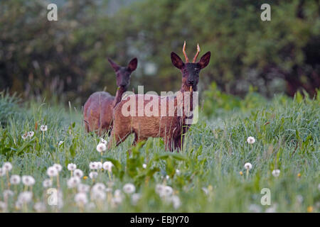 roe deer (Capreolus capreolus), doe and roebuck in morning mist, Germany Stock Photo