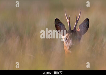 roe deer (Capreolus capreolus), portrait of a roebuck, Germany, Schleswig-Holstein Stock Photo