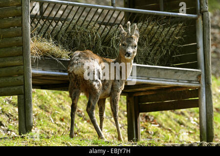 roe deer (Capreolus capreolus), roebuck at feeding place in winter, Germany Stock Photo