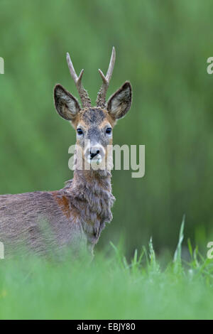 roe deer (Capreolus capreolus), buck standing on grass, Germany, Schleswig-Holstein Stock Photo