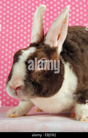 dwarf rabbit (Oryctolagus cuniculus f. domestica), Rex dwarf rabbit sitting in front of a dotted wallpaper Stock Photo