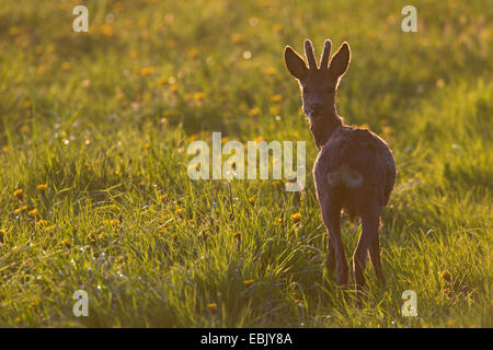 roe deer (Capreolus capreolus), buck with velvet antler standing on grass , Germany, Schleswig-Holstein Stock Photo