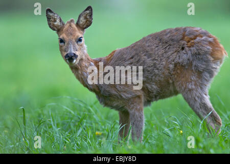 roe deer (Capreolus capreolus), buck with velvet antler standing on grass, Germany, Schleswig-Holstein Stock Photo
